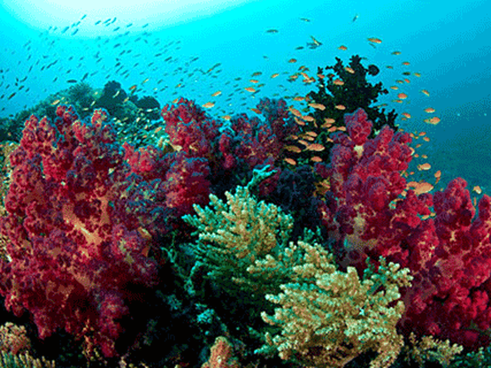 Explore Manado/Bunaken
