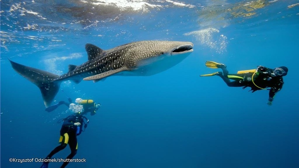 Cari Dive Buddy Buat Diving Akhir Desember atau Januari