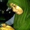 simbah.anies
