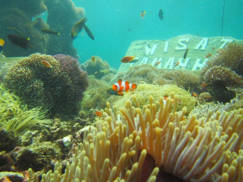 OPEN TRIP / PAKET WISATA / GATHERING PULAU PAHAWANG 1 HARI