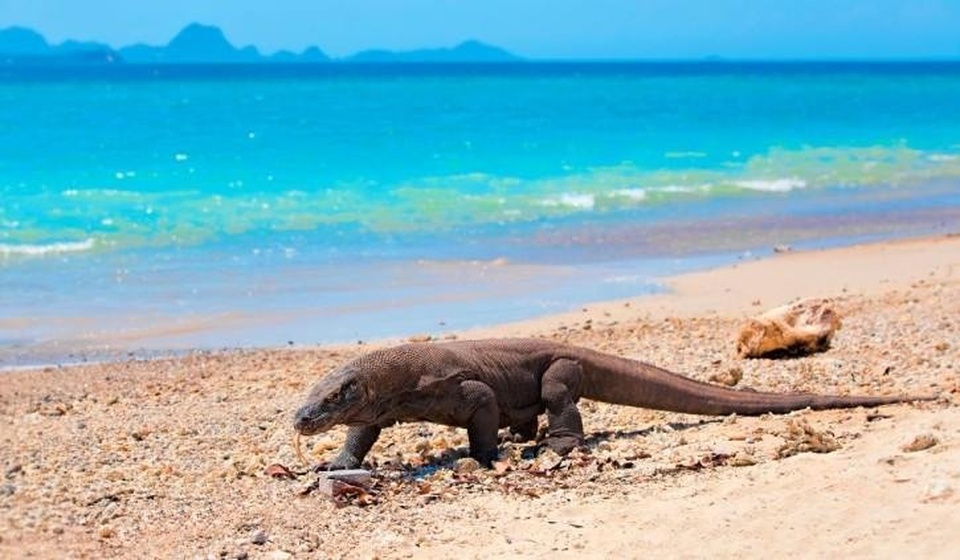 Paket Tour Komodo 4 Hari 3 Malam - 1 Malam Hotel (Direct) + 2 Malam Kapal (2023)