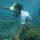 reefcurl