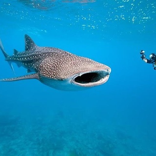 SHARE TRIP DERAWAN LIAT WHALE SHARK 7-10 / 14-17 AGUSTUS 2021