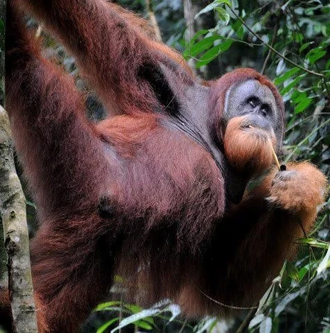 Sumatra Joint Trekking