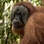 sumatra_joint_trekking