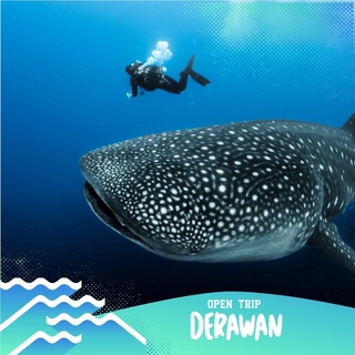 Paket Wisata Derawan Open Trip 4D3N