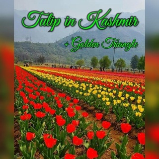 OPEN TRIP INDIA APRIL 2019 ( GOLDEN TRIANGLE + TULIP DI KASHMIR )