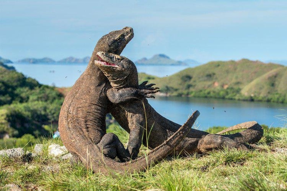 Sharecost trip explore flores, Sailing komodo + overland waerebo + upacara 17an (14-17 agustus 2021)