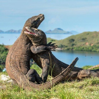 TRIP EXPLORE LABUAN BAJO AGUSTUS 2020
