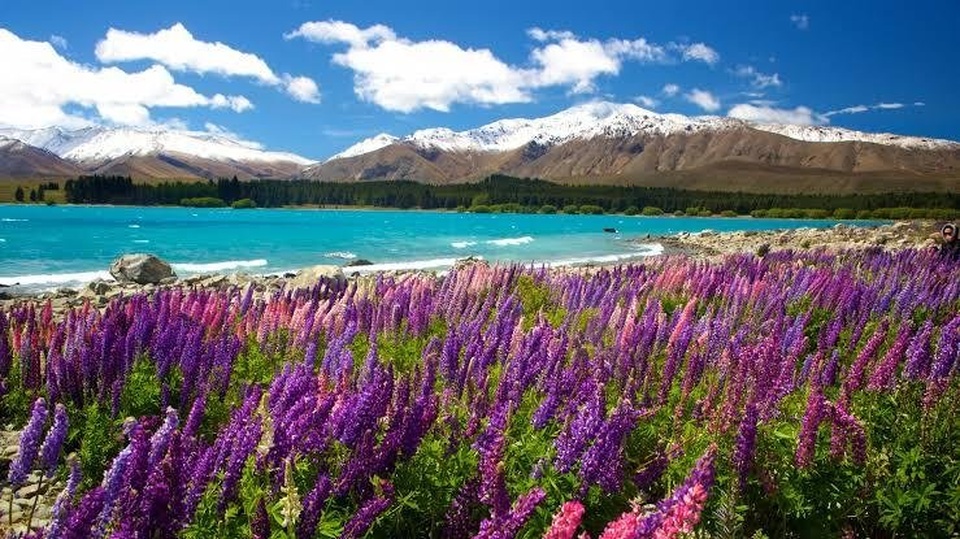 Cari Teman ke New Zealand (nov-dec)