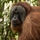 sumatra_joint_trekking