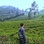 @ardiansyah