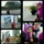 astie