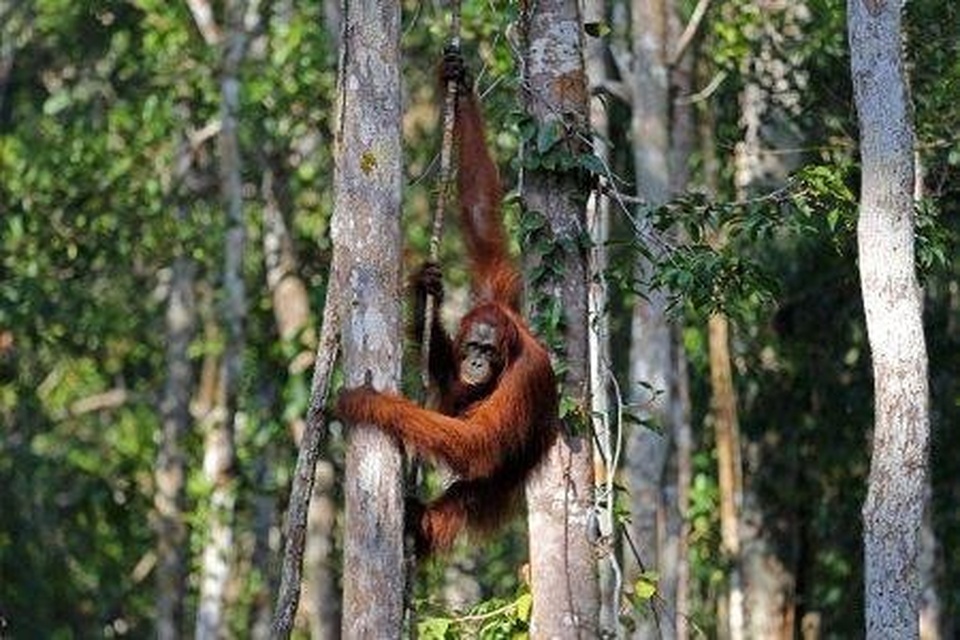 Paket Private Tour Kalimantan 2D1N : Palangka Raya