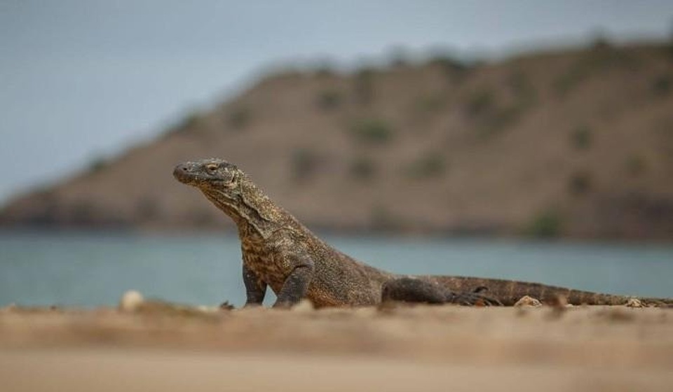 Paket Tour Komodo 3 Hari 2 Malam Hotel (Direct) 2023