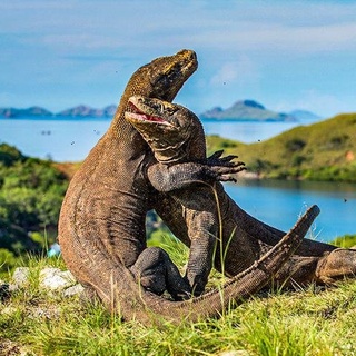 Cari Barengan dan Share Cost ke Wae Rebo serta Sailing Komodo 2hari 1malam