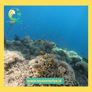 OPEN TRIP MENJANGAN, IJEN, BALURAN | BERANGKAT TIAP WEEKEND
