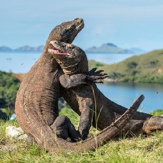 SHARECOST TRIP SAILING KOMODO (4-7 DESEMBER 2022)
