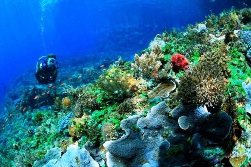 cari teman share cost eksplore kupang Alor 15 - 22 Agustus 2020