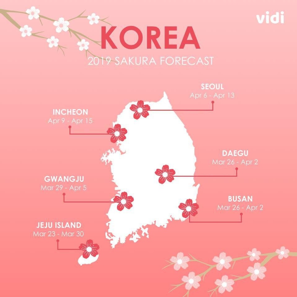 Spring (Cherry Blossom) di Seoul - Korea Selatan, antara 1 - 14 April 2020