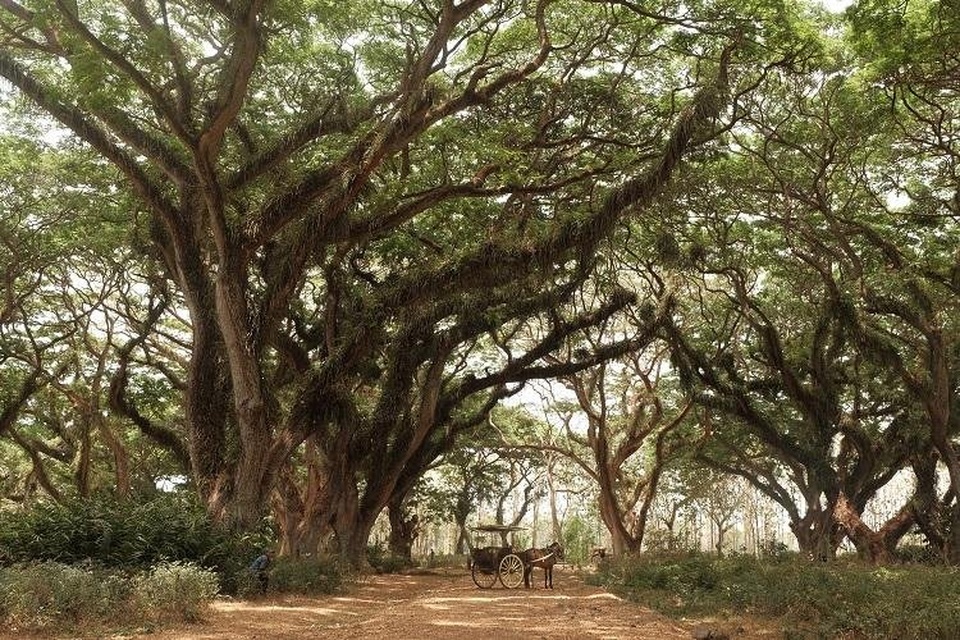 Menjelajahi Keajaiban Wisata Kota Banyuwangi