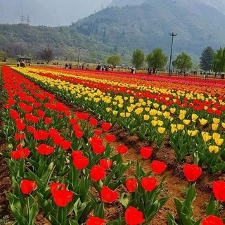 OPEN TRIP INDIA APRIL 2019 ( GOLDEN TRIANGLE + TULIP DI KASHMIR )
