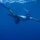 mahmed_borneo