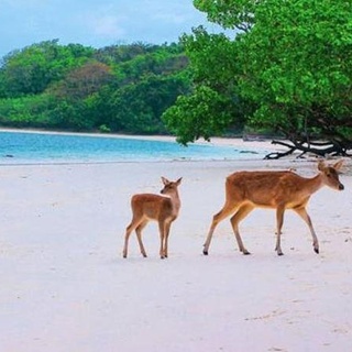Open Trip Ujung Kulon Pulau Peucang April 2021