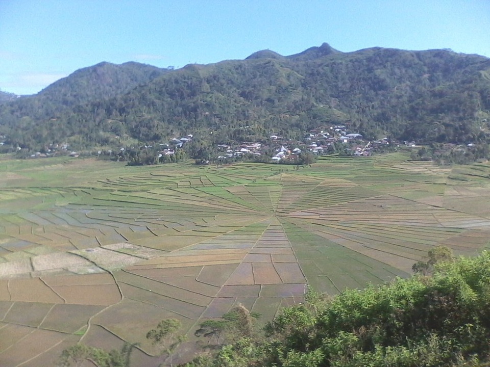 Ricefield like Spiderweb