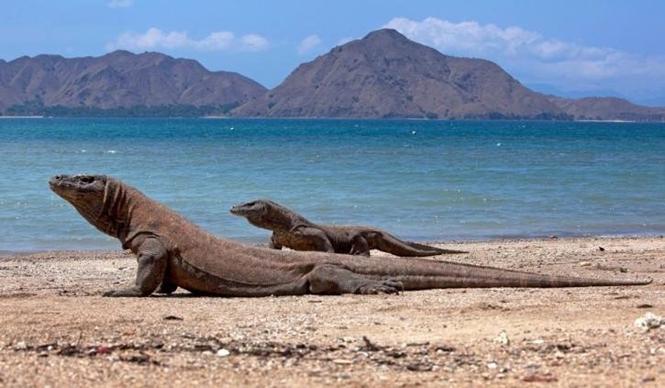 Paket Tour Komodo 2D1N - 1 Night Hotel + 1 Fullday Island Hopping using Speedboat (2023)