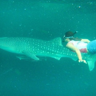 OPEN TRIP DERAWAN LABUAN CERMIN WHALESHARK