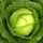 vera.puriwati