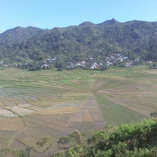 Ricefield like Spiderweb