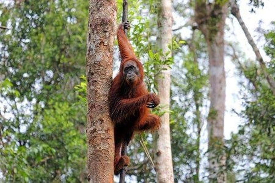 Paket Private Tour Kalimantan 3D2N : Tanjung Puting